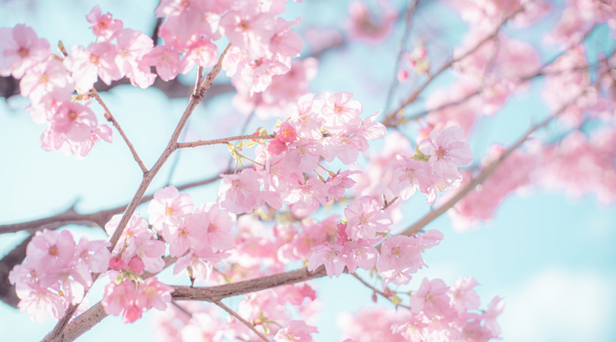 桜ってどんな花？