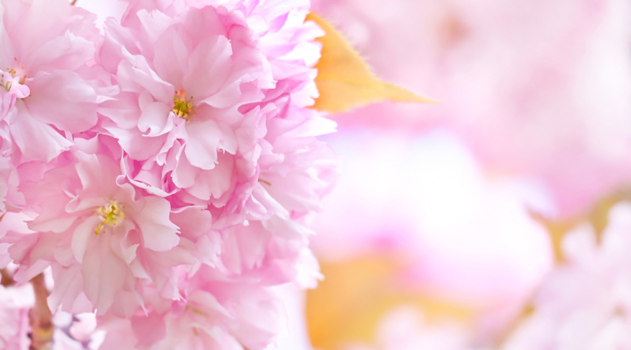 桜の持つイメージとは？